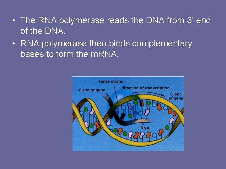  • The RNA polymerase reads the DNA from 3’ end of the DNA.