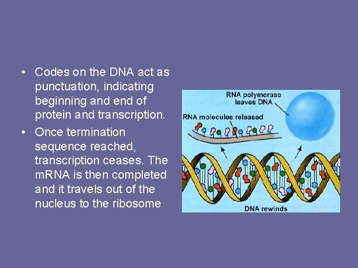  • Codes on the DNA act as punctuation, indicating beginning and end of