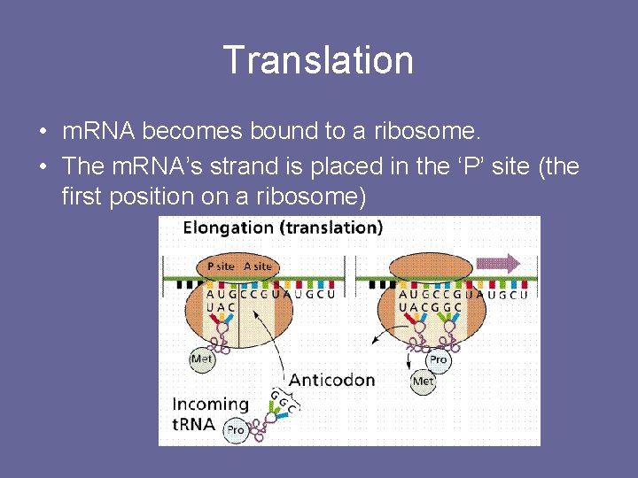 Translation • m. RNA becomes bound to a ribosome. • The m. RNA’s strand