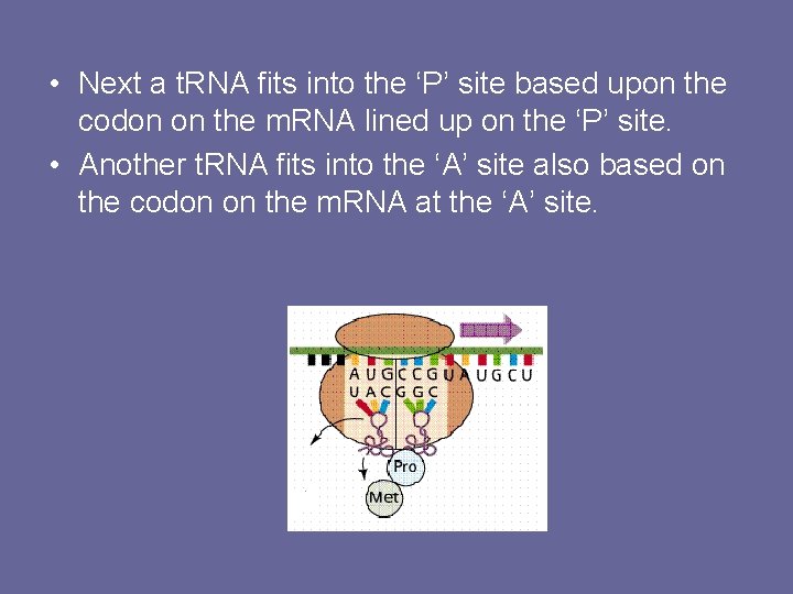  • Next a t. RNA fits into the ‘P’ site based upon the