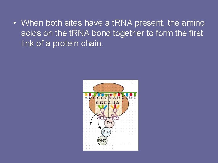  • When both sites have a t. RNA present, the amino acids on