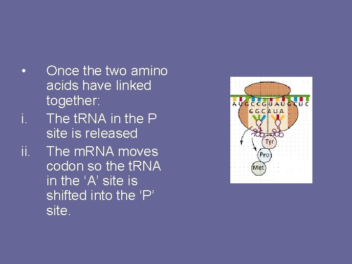  • i. ii. Once the two amino acids have linked together: The t.
