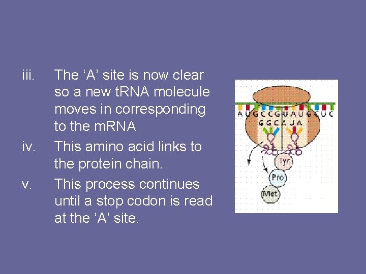 iii. iv. v. The ‘A’ site is now clear so a new t. RNA