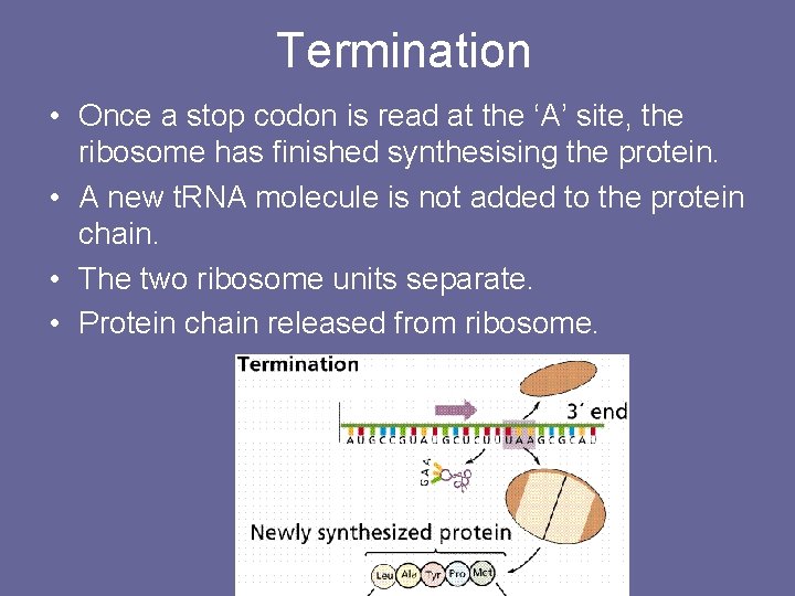Termination • Once a stop codon is read at the ‘A’ site, the ribosome