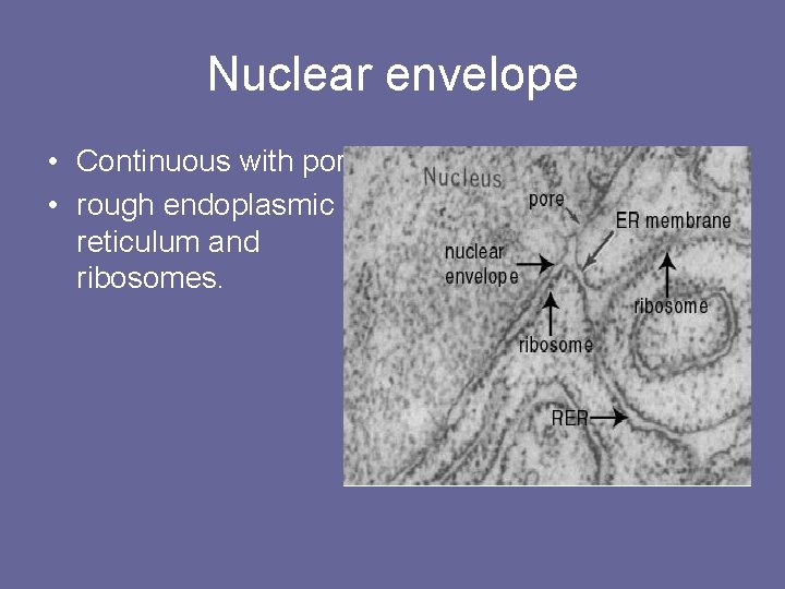 Nuclear envelope • Continuous with pores • rough endoplasmic reticulum and ribosomes. 