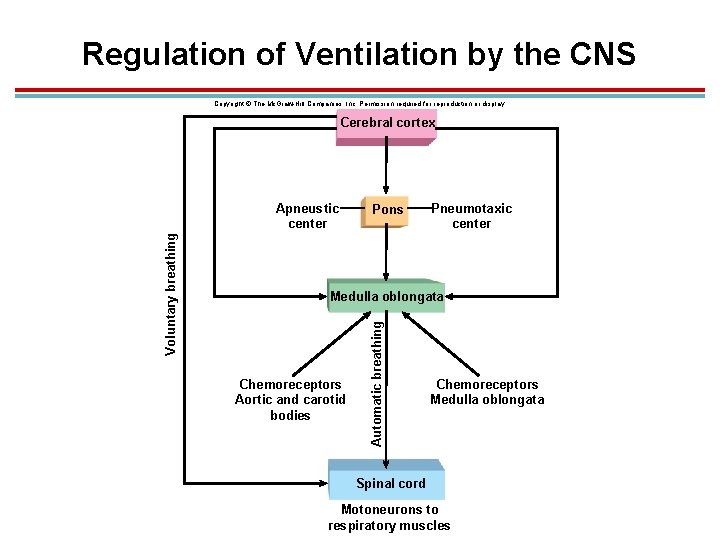 Regulation of Ventilation by the CNS Copyright © The Mc. Graw-Hill Companies, Inc. Permission