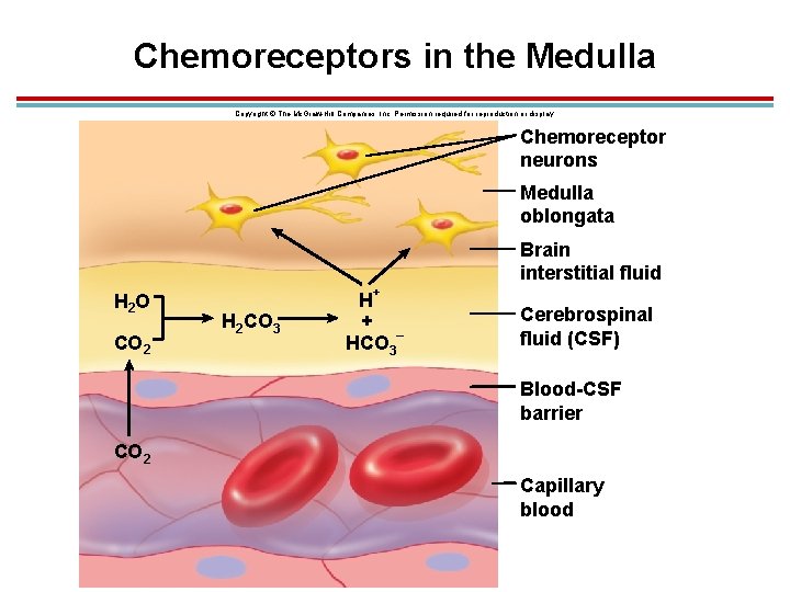 Chemoreceptors in the Medulla Copyright © The Mc. Graw-Hill Companies, Inc. Permission required for