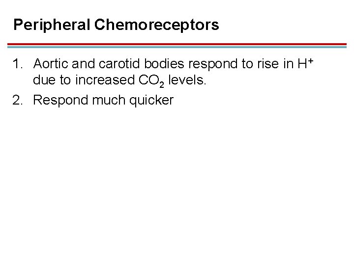 Peripheral Chemoreceptors 1. Aortic and carotid bodies respond to rise in H+ due to