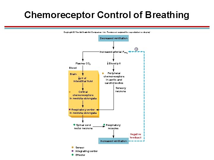 Chemoreceptor Control of Breathing Copyright © The Mc. Graw-Hill Companies, Inc. Permission required for