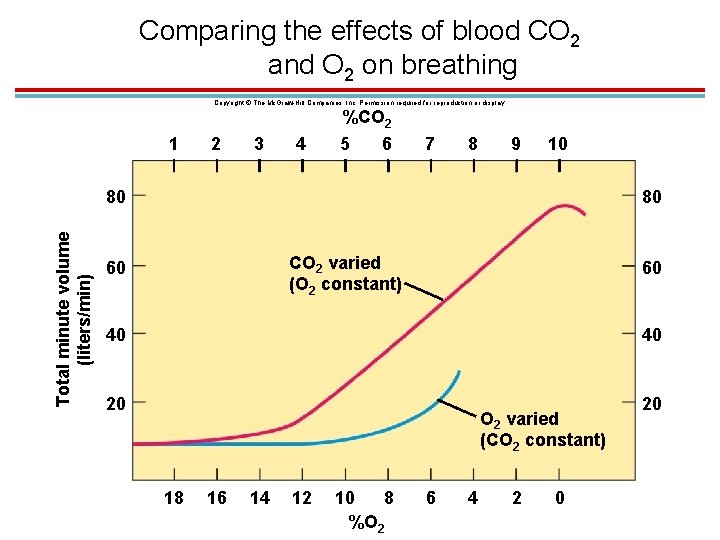 Comparing the effects of blood CO 2 and O 2 on breathing Copyright ©