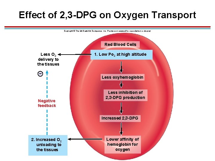 Effect of 2, 3 -DPG on Oxygen Transport Copyright © The Mc. Graw-Hill Companies,