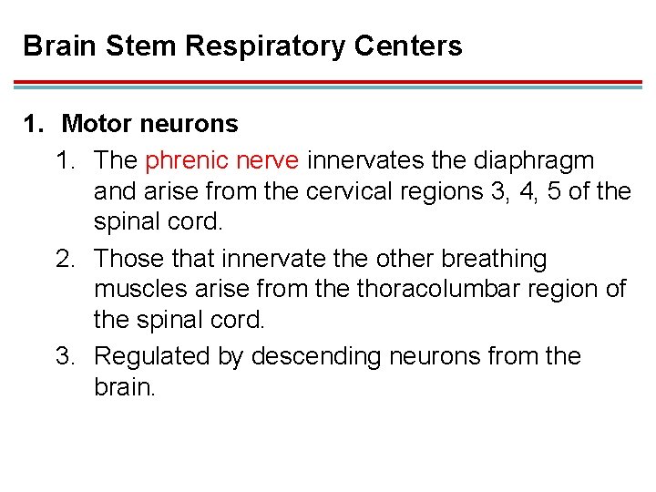 Brain Stem Respiratory Centers 1. Motor neurons 1. The phrenic nerve innervates the diaphragm