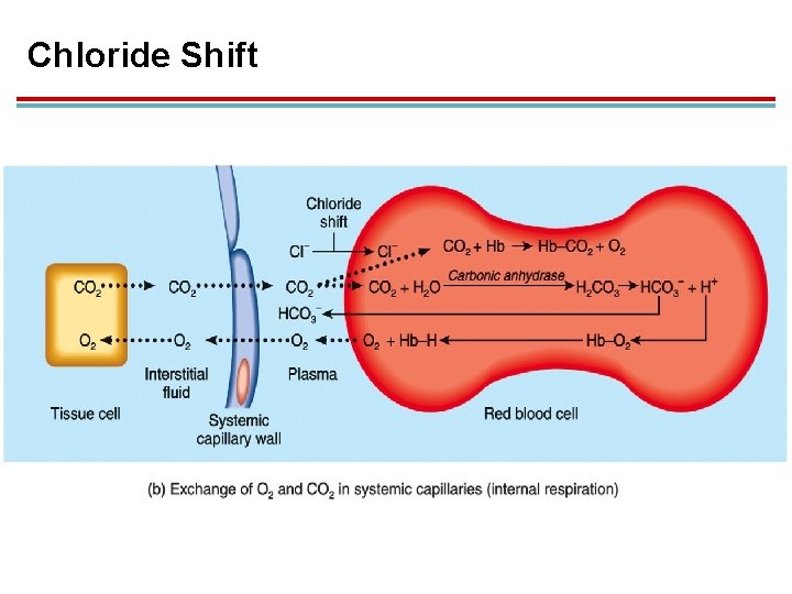 Chloride Shift 