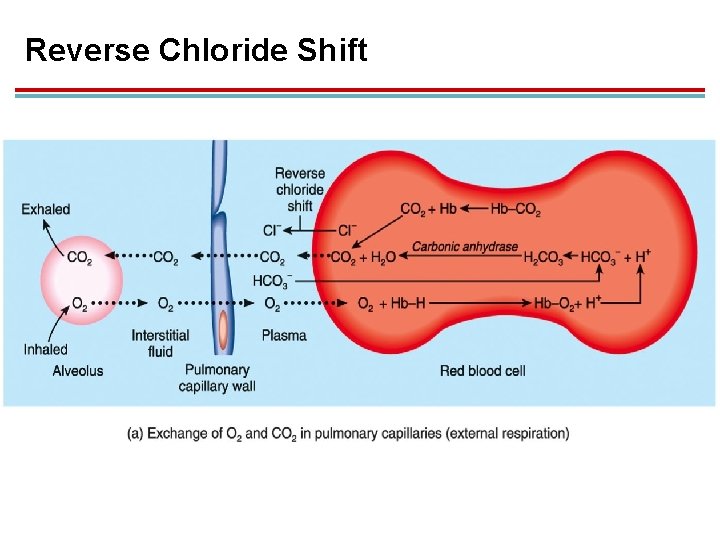 Reverse Chloride Shift 