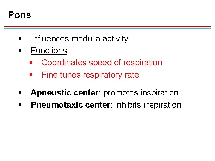 Pons § § Influences medulla activity Functions: § Coordinates speed of respiration § Fine