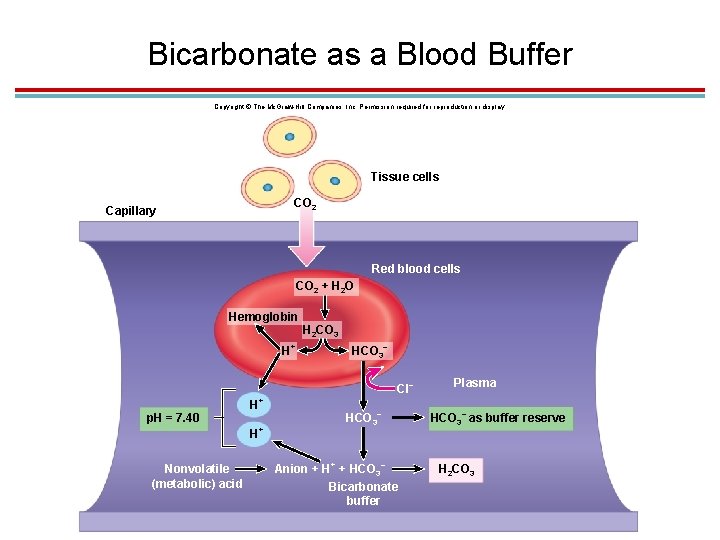 Bicarbonate as a Blood Buffer Copyright © The Mc. Graw-Hill Companies, Inc. Permission required