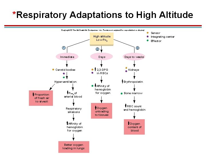 *Respiratory Adaptations to High Altitude Copyright © The Mc. Graw-Hill Companies, Inc. Permission required