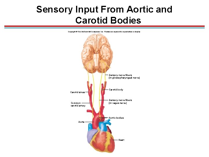 Sensory Input From Aortic and Carotid Bodies Copyright © The Mc. Graw-Hill Companies, Inc.