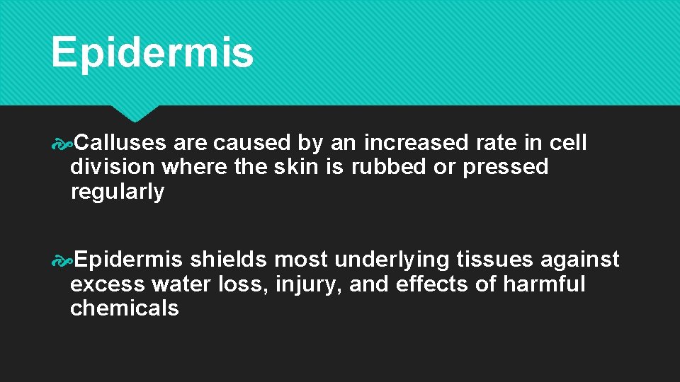 Epidermis Calluses are caused by an increased rate in cell division where the skin