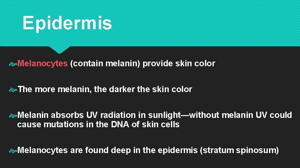 Epidermis Melanocytes (contain melanin) provide skin color The more melanin, the darker the skin