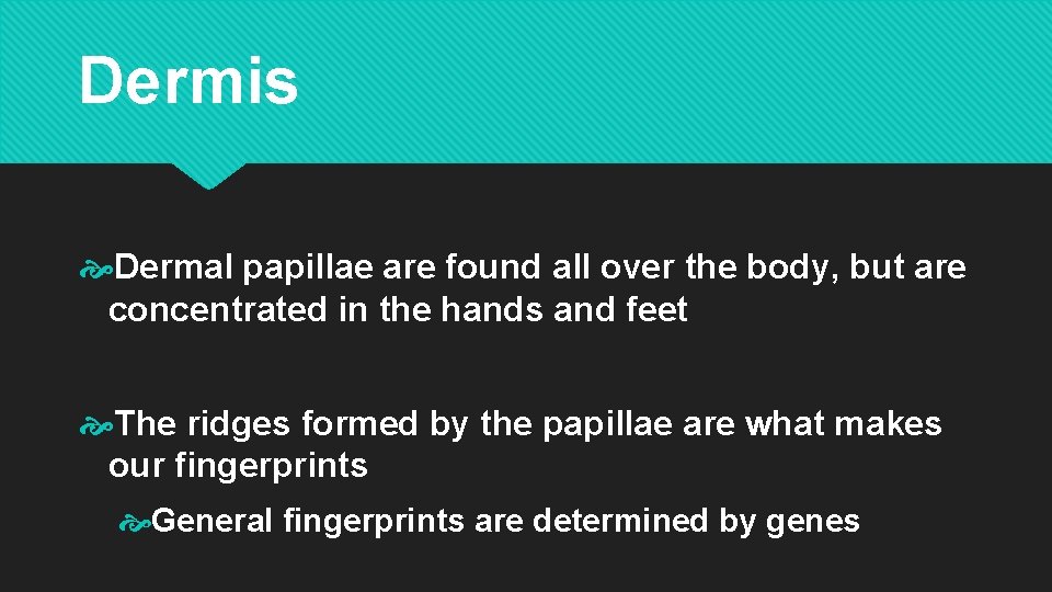 Dermis Dermal papillae are found all over the body, but are concentrated in the