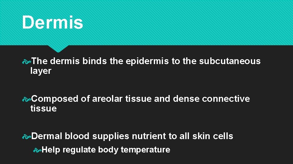 Dermis The dermis binds the epidermis to the subcutaneous layer Composed of areolar tissue