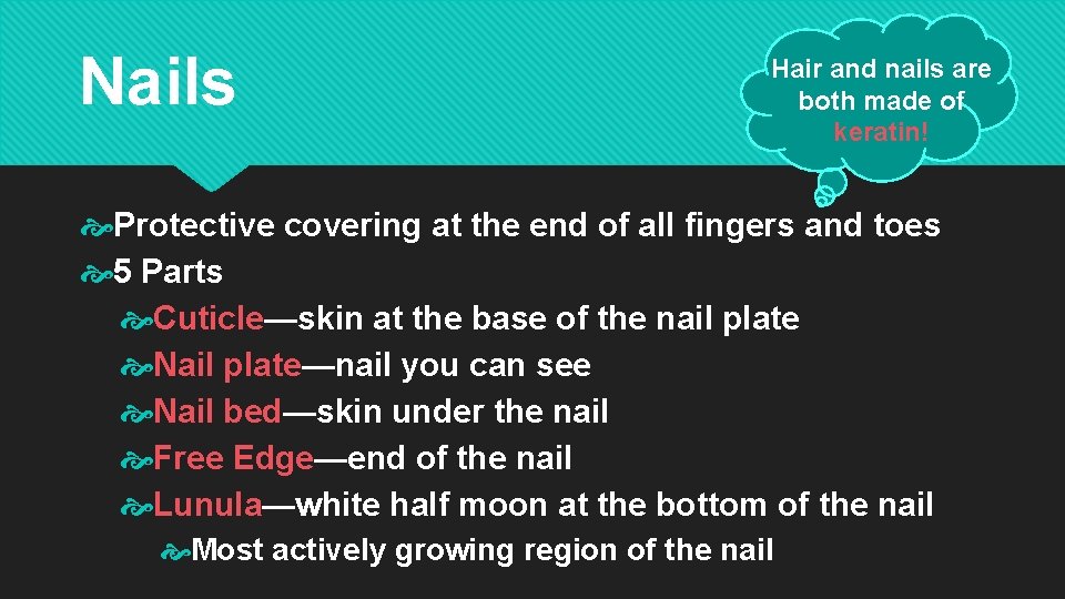 Nails Hair and nails are both made of keratin! Protective covering at the end