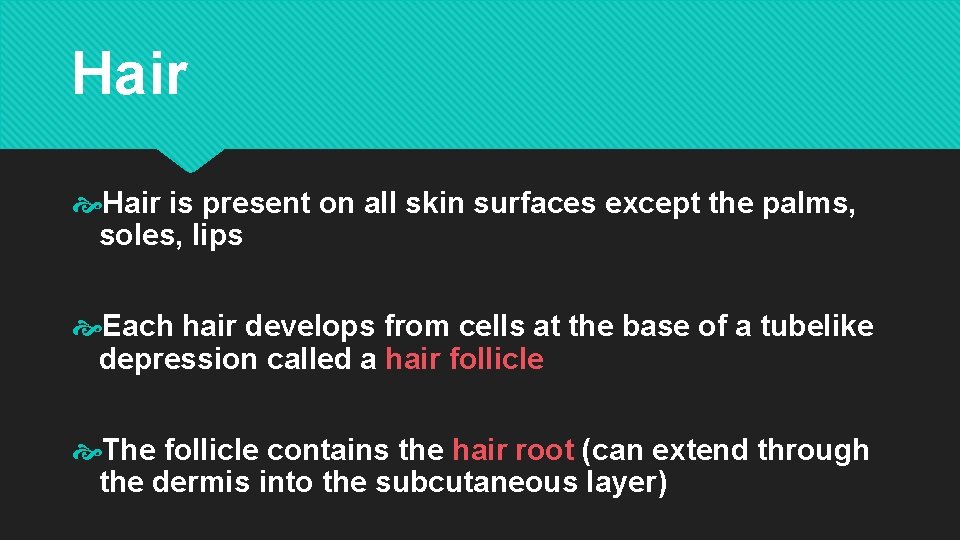 Hair is present on all skin surfaces except the palms, soles, lips Each hair