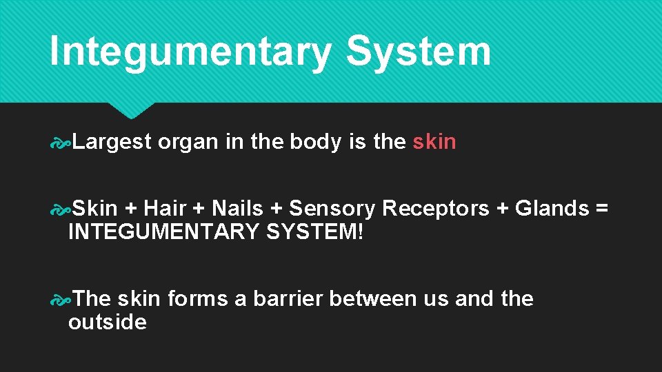 Integumentary System Largest organ in the body is the skin Skin + Hair +