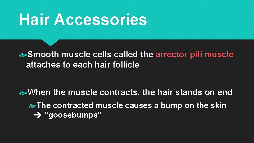 Hair Accessories Smooth muscle cells called the arrector pili muscle attaches to each hair