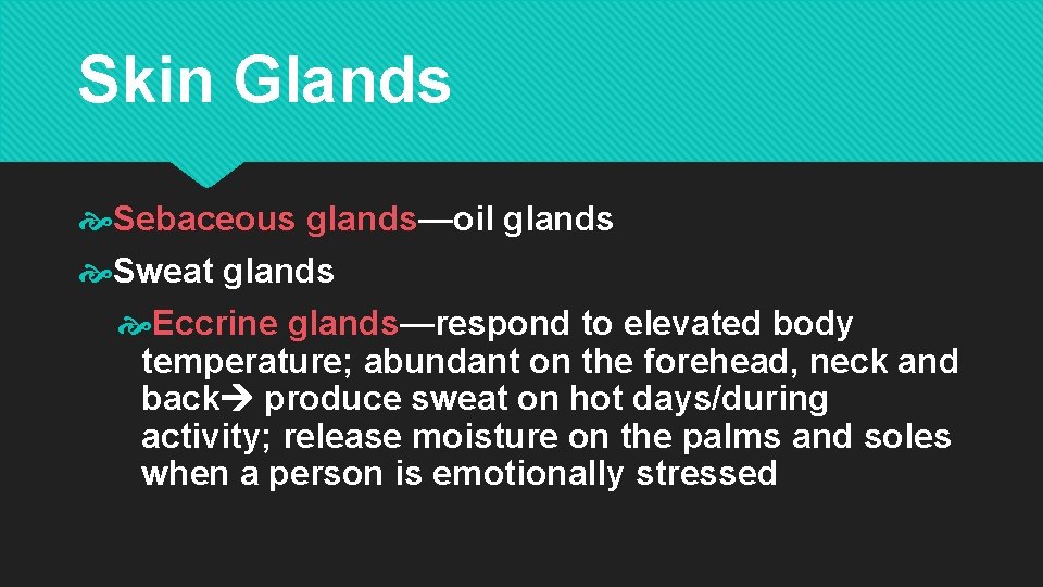 Skin Glands Sebaceous glands—oil glands Sweat glands Eccrine glands—respond to elevated body temperature; abundant