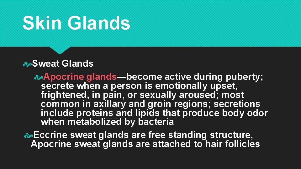 Skin Glands Sweat Glands Apocrine glands—become active during puberty; secrete when a person is