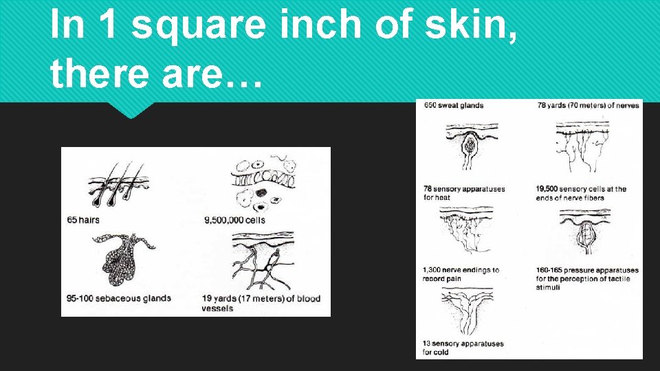 In 1 square inch of skin, there are… 