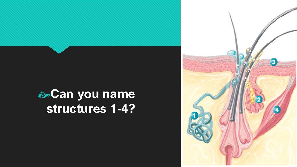  Can you name structures 1 -4? 