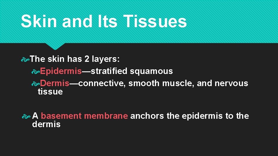 Skin and Its Tissues The skin has 2 layers: Epidermis—stratified squamous Dermis—connective, smooth muscle,