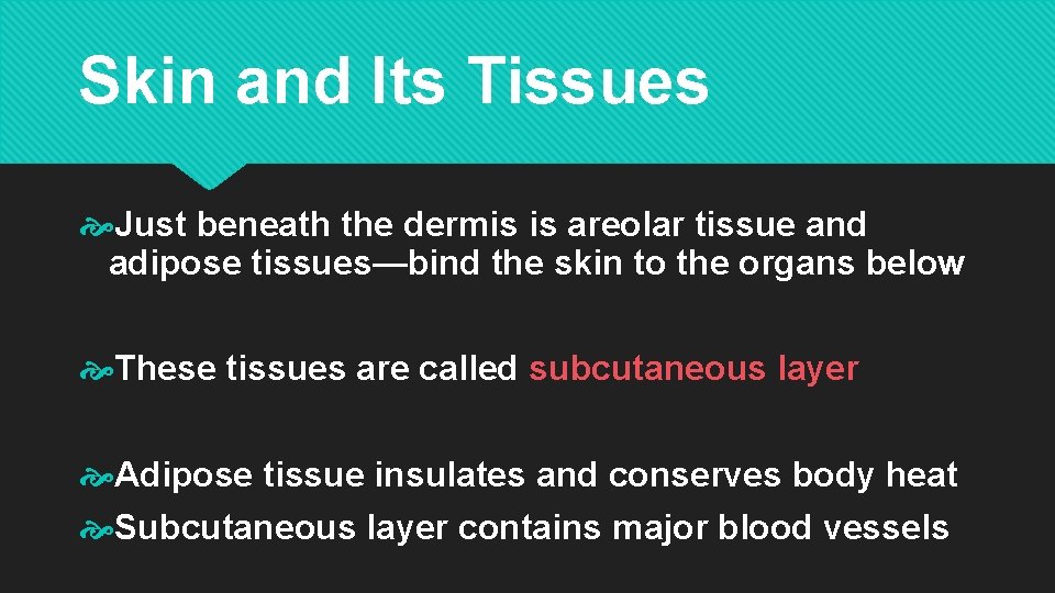 Skin and Its Tissues Just beneath the dermis is areolar tissue and adipose tissues—bind