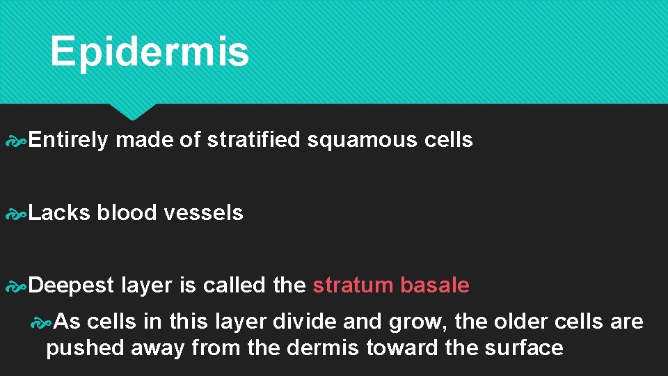 Epidermis Entirely made of stratified squamous cells Lacks blood vessels Deepest layer is called