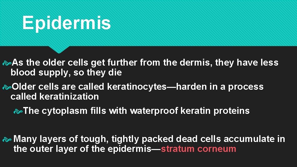 Epidermis As the older cells get further from the dermis, they have less blood