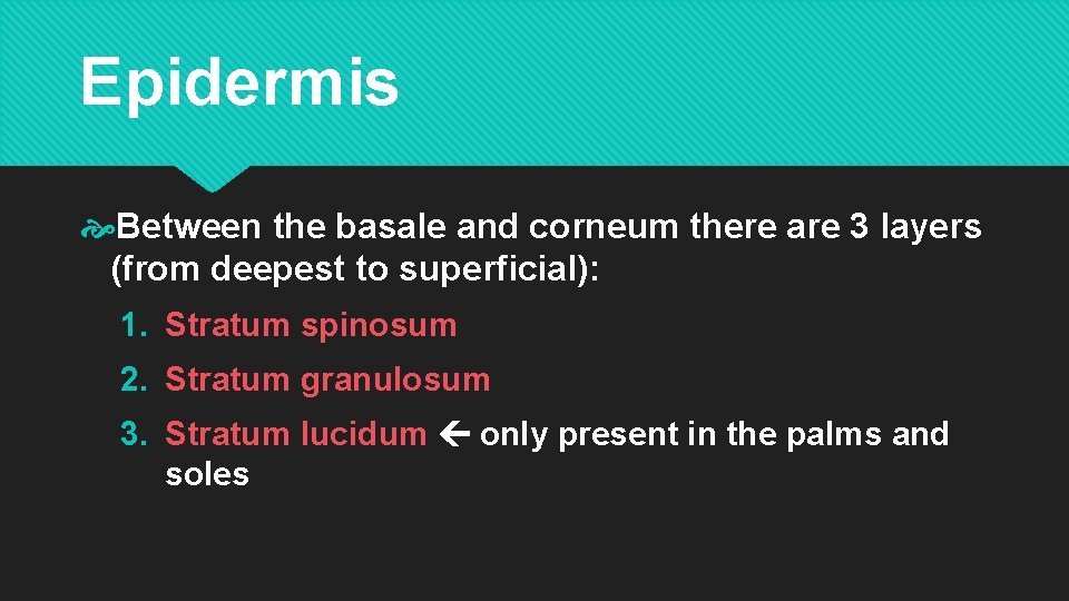 Epidermis Between the basale and corneum there are 3 layers (from deepest to superficial): Epidermis Between the basale and corneum there are 3 layers (from deepest to superficial):