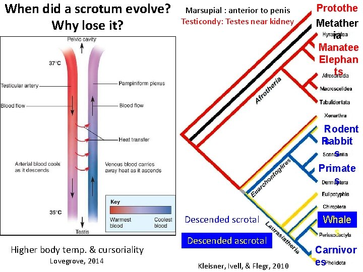 What are the major innovations in the reproductive