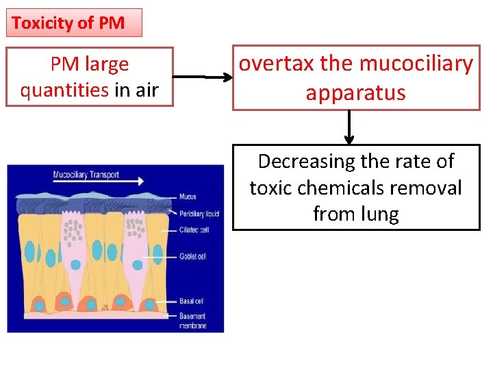 Toxicity of PM PM large quantities in air overtax the mucociliary apparatus Decreasing the