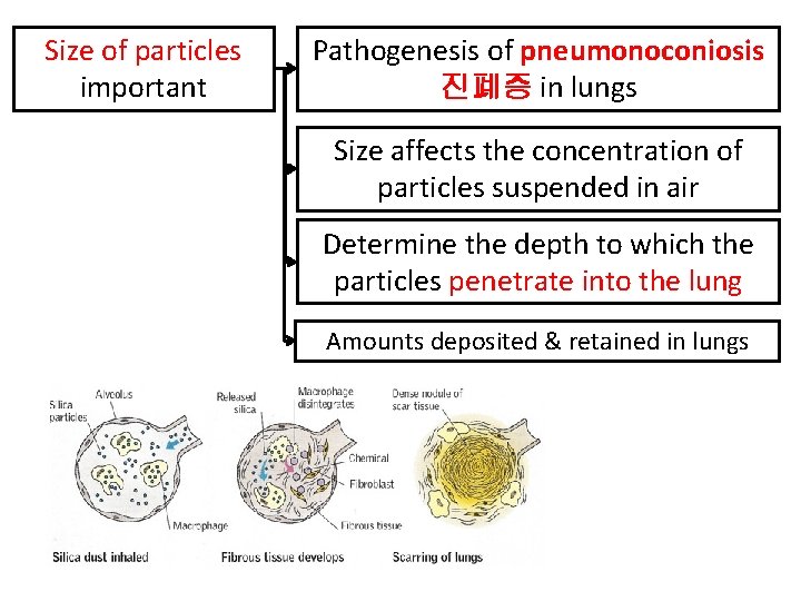 Size of particles important Pathogenesis of pneumonoconiosis 진폐증 in lungs Size affects the concentration