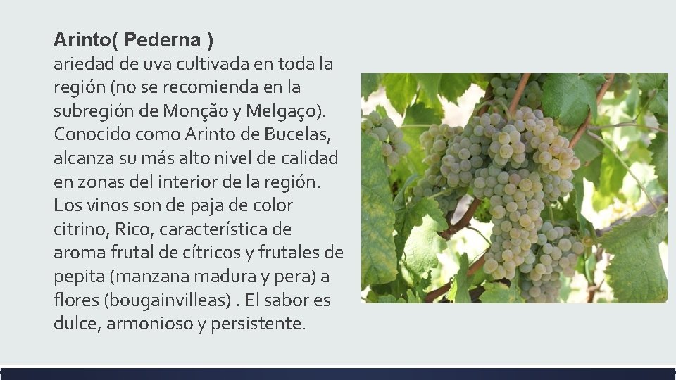 Arinto( Pederna ) ariedad de uva cultivada en toda la región (no se recomienda Arinto( Pederna ) ariedad de uva cultivada en toda la región (no se recomienda