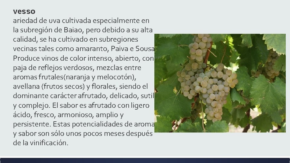 vesso ariedad de uva cultivada especialmente en la subregión de Baiao, pero debido a vesso ariedad de uva cultivada especialmente en la subregión de Baiao, pero debido a