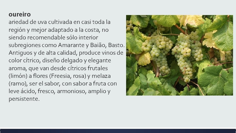 oureiro ariedad de uva cultivada en casi toda la región y mejor adaptado a