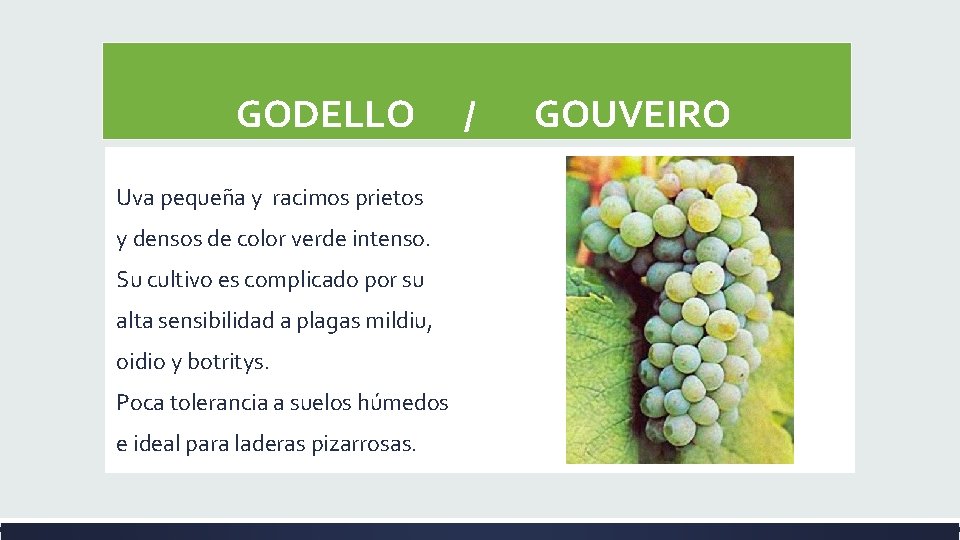  GODELLO / GOUVEIRO Uva pequeña y racimos prietos y densos de color verde