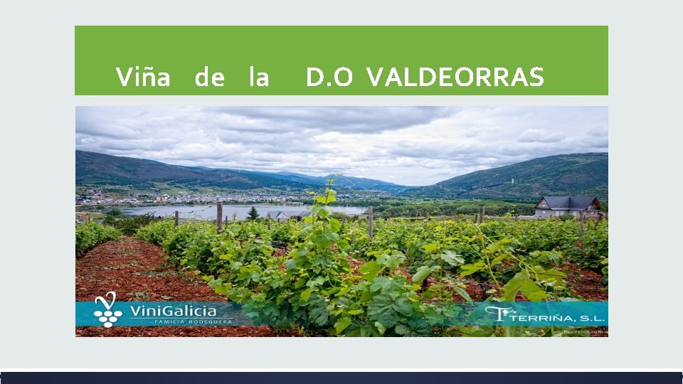 Viña de la D. O VALDEORRAS Viña de la D. O VALDEORRAS