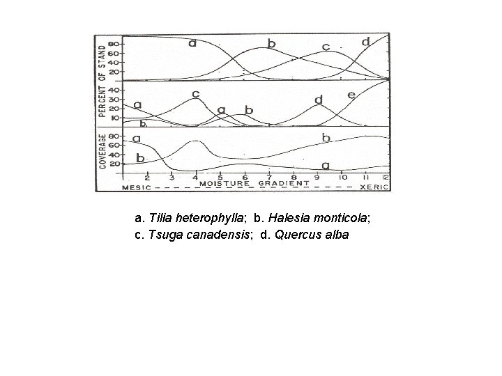 a. Tilia heterophylla; b. Halesia monticola; c. Tsuga canadensis; d. Quercus alba 