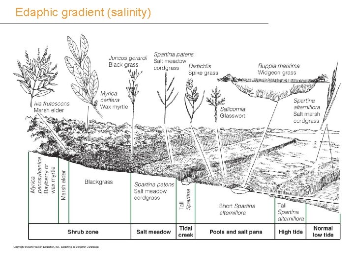 Edaphic gradient (salinity) 
