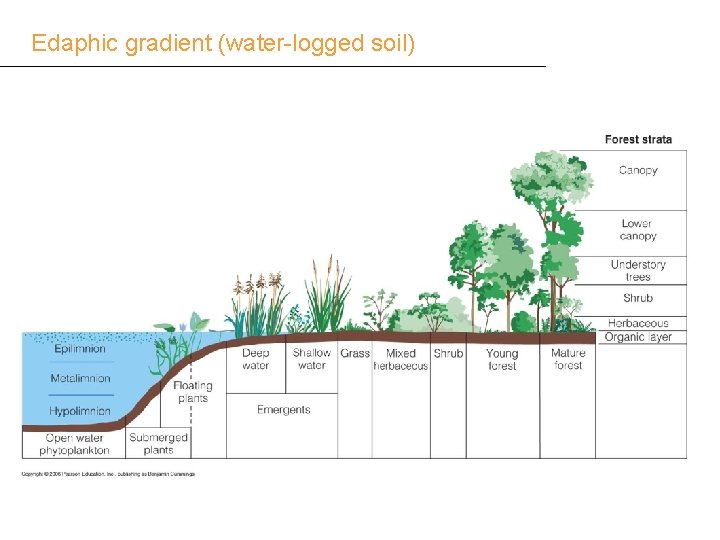 Edaphic gradient (water-logged soil) 